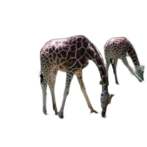 animal, creature, umbrella, furniture transparent PNG cut-out