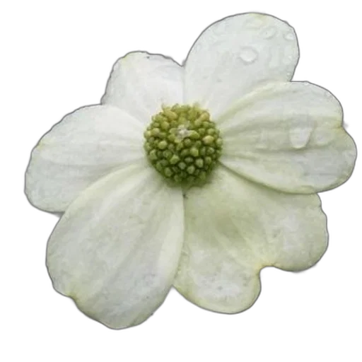 flower, crown, jewelry, staff transparent PNG cut-out