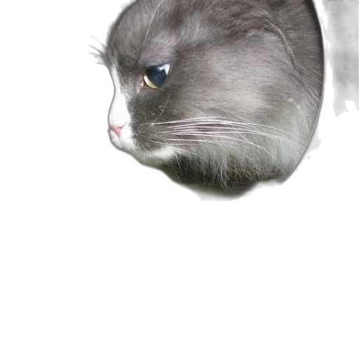 animal, creature, face, hat transparent PNG cut-out