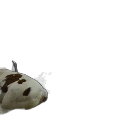 animal, food, creature, shoes transparent PNG cut-out