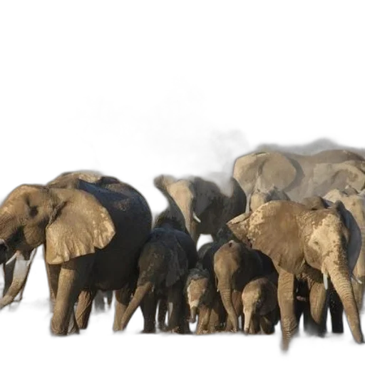 animal, concept art, herd, elephants transparent PNG cut-out