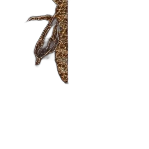 staff, hair, jewelry, hat transparent PNG cut-out
