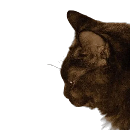 animal, face, creature, staff transparent PNG cut-out
