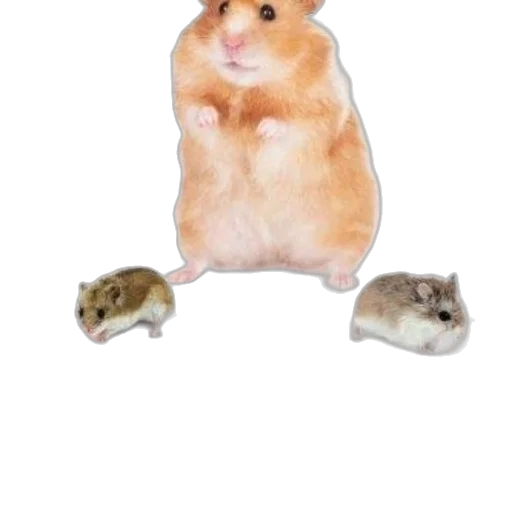 animal, creature, food, hat transparent PNG cut-out