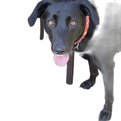 animal, staff, creature, face transparent PNG cut-out