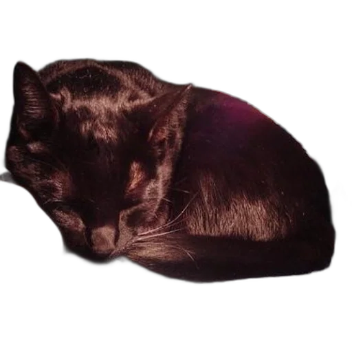 hat, hair, animal, crown transparent PNG cut-out