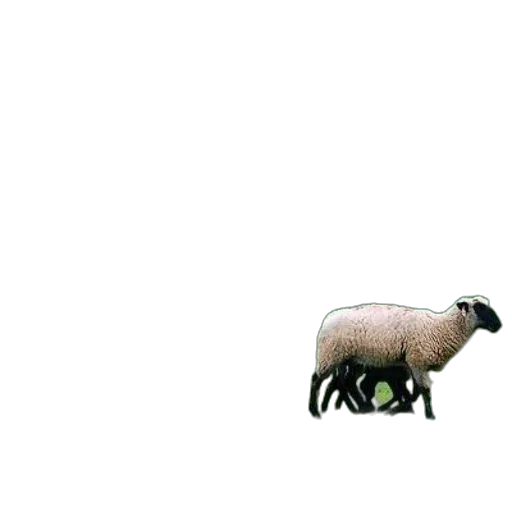 animal, creature, robot, food transparent PNG cut-out