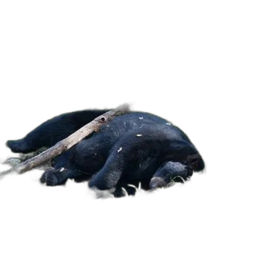 animal, dragon, creature, hair transparent PNG cut-out