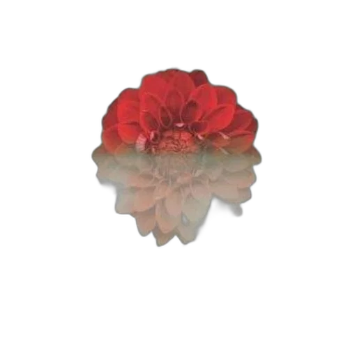 flower, jewelry, crown, hat transparent PNG cut-out
