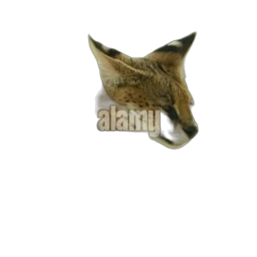 animal, mask, hat, creature transparent PNG cut-out