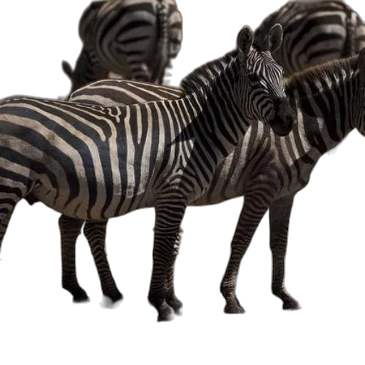 animal, creature, furniture, car transparent PNG cut-out