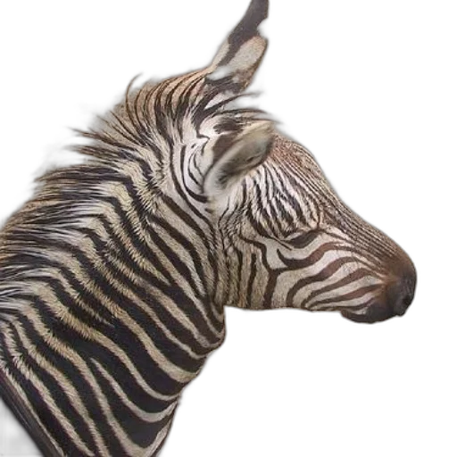 animal, creature, jewelry, hat transparent PNG cut-out