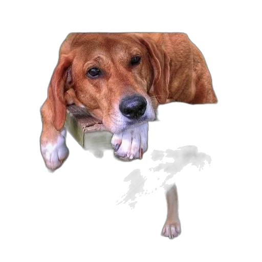 animal, creature, face, hat transparent PNG cut-out