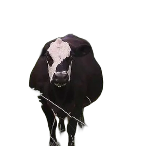 animal, mask, staff, hat transparent PNG cut-out