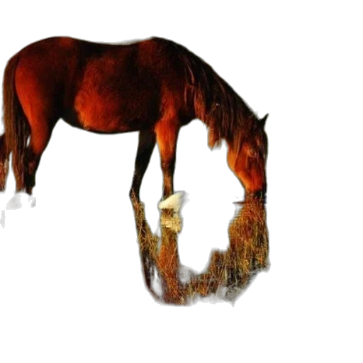 animal, creature, hair, crown transparent PNG cut-out