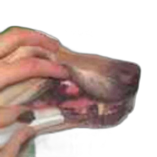 mask, animal, face, food transparent PNG cut-out