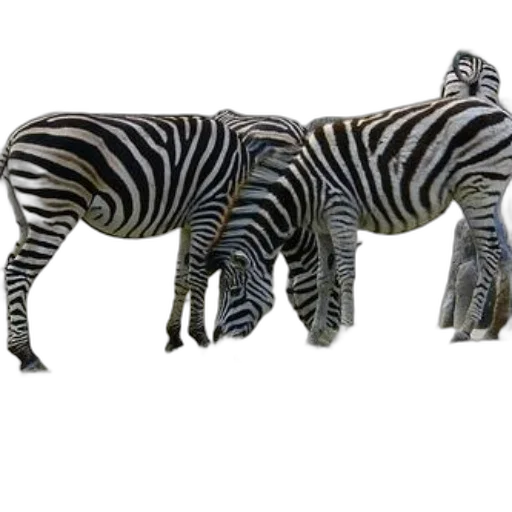 animal, furniture, creature, jewelry transparent PNG cut-out
