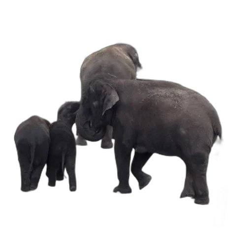 animal, staff, 3d render, concept art transparent PNG cut-out