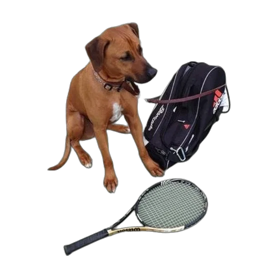 staff, animal, weapon, dog transparent PNG cut-out
