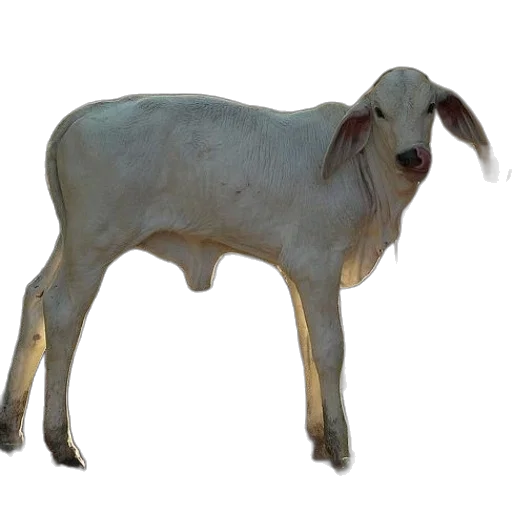 animal, creature, weapon, food transparent PNG cut-out