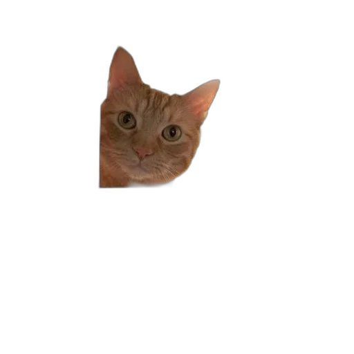 animal, creature, face, hat transparent PNG cut-out
