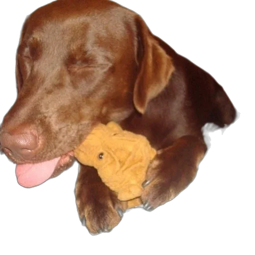 animal, creature, staff, weapon transparent PNG cut-out