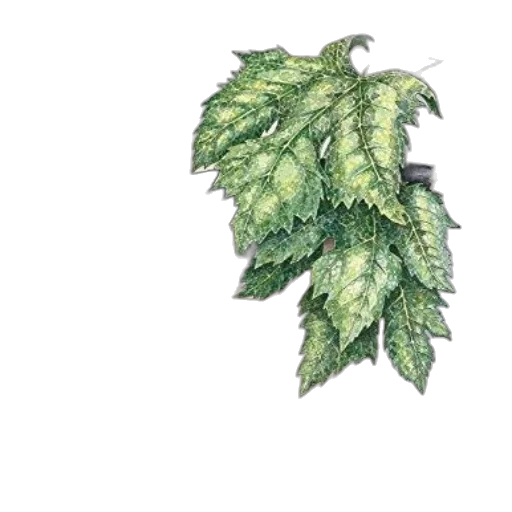 crown, jacket, tree, dragon transparent PNG cut-out