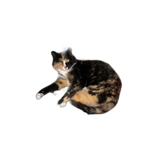 animal, creature, staff, dress transparent PNG cut-out
