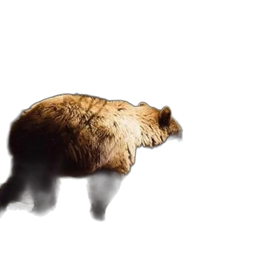 animal, creature, hair, hat transparent PNG cut-out