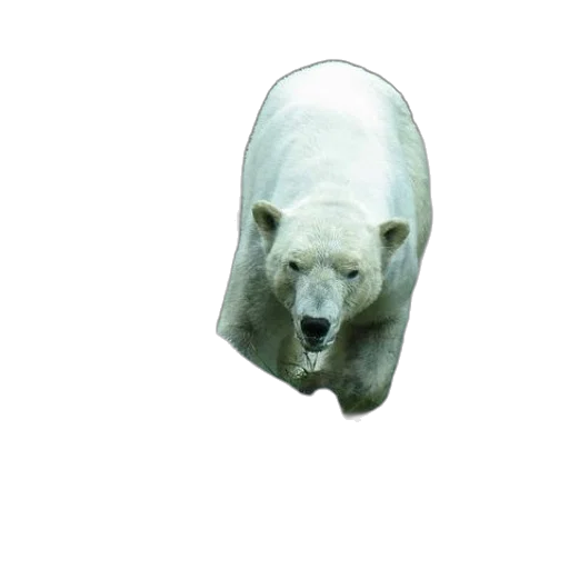 animal, creature, face, mask transparent PNG cut-out