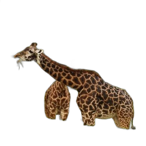 animal, creature, weapon, staff transparent PNG cut-out