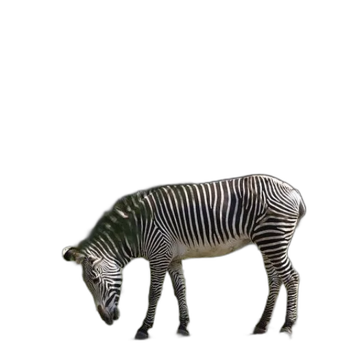 animal, creature, weapon, furniture transparent PNG cut-out