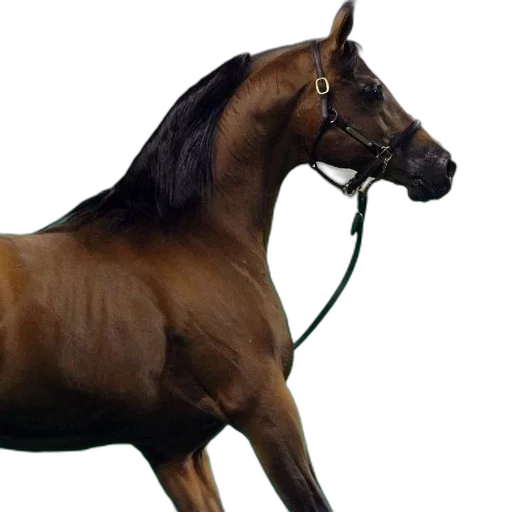 animal, jewelry, staff, hair transparent PNG cut-out