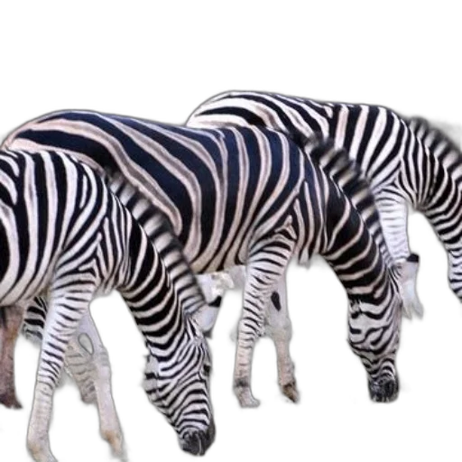 animal, creature, furniture, 3d render transparent PNG cut-out