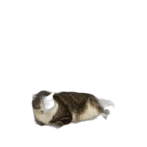 animal, creature, staff, hat transparent PNG cut-out