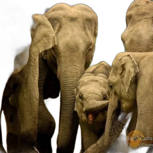 animal, family, elephants, including transparent PNG cut-out