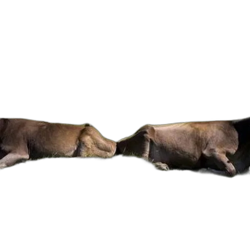 animal, staff, shoes, jewelry transparent PNG cut-out