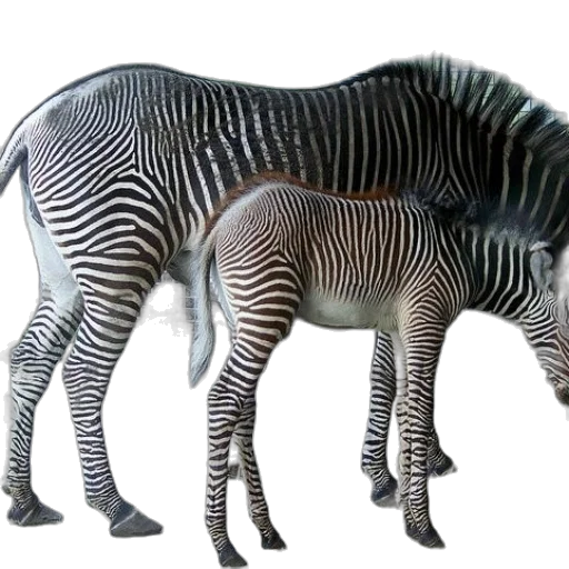 animal, creature, furniture, 3d render transparent PNG cut-out
