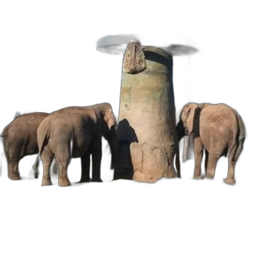 animal, umbrella, furniture, hat transparent PNG cut-out