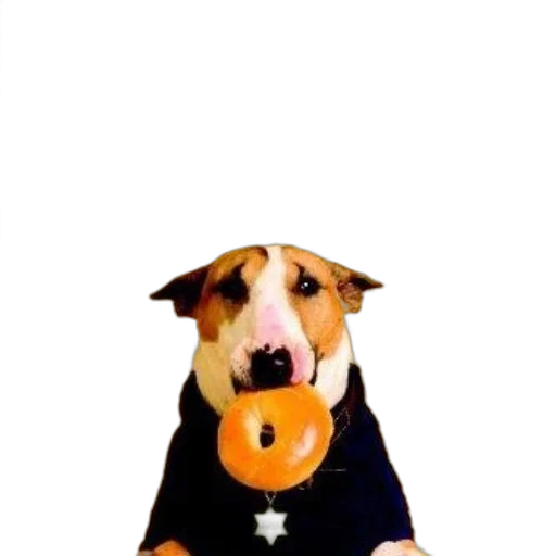 staff, animal, hat, jewelry transparent PNG cut-out