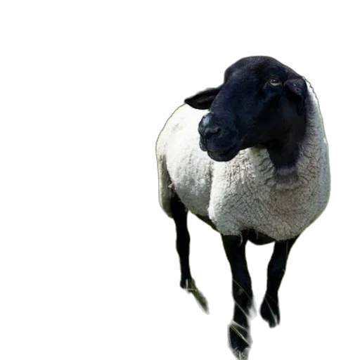 animal, creature, staff, face transparent PNG cut-out