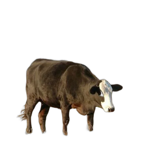 animal, creature, food, hat transparent PNG cut-out