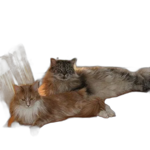 staff, animal, hair, furniture transparent PNG cut-out