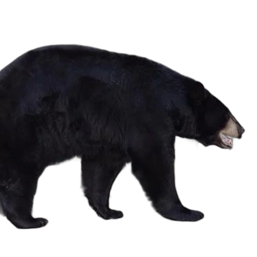 animal, creature, food, weapon transparent PNG cut-out