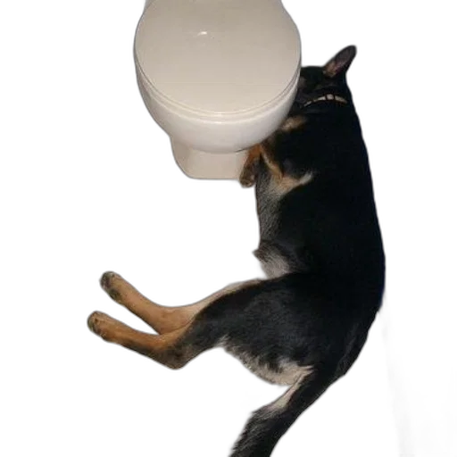 animal, staff, creature, furniture transparent PNG cut-out