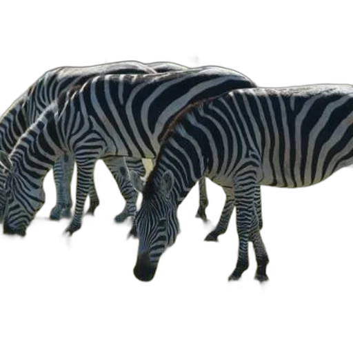 animal, creature, furniture, shoes transparent PNG cut-out
