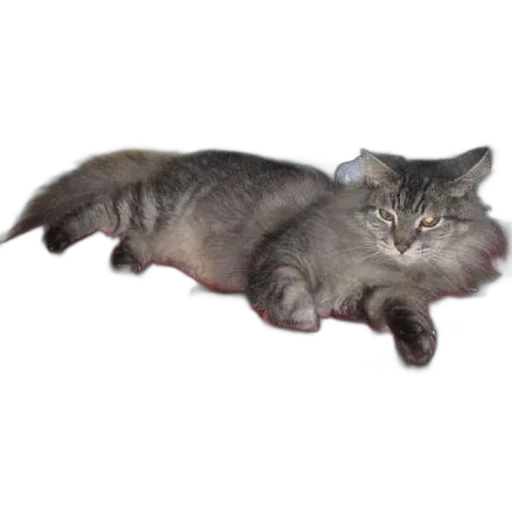 creature, animal, staff, hair transparent PNG cut-out