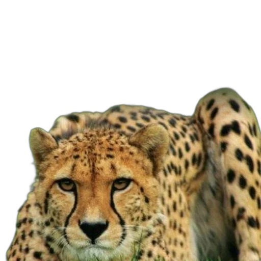 animal, creature, crown, jewelry transparent PNG cut-out