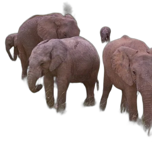 animal, creature, 3d render, concept art transparent PNG cut-out