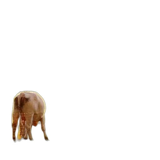 animal, creature, hair, furniture transparent PNG cut-out
